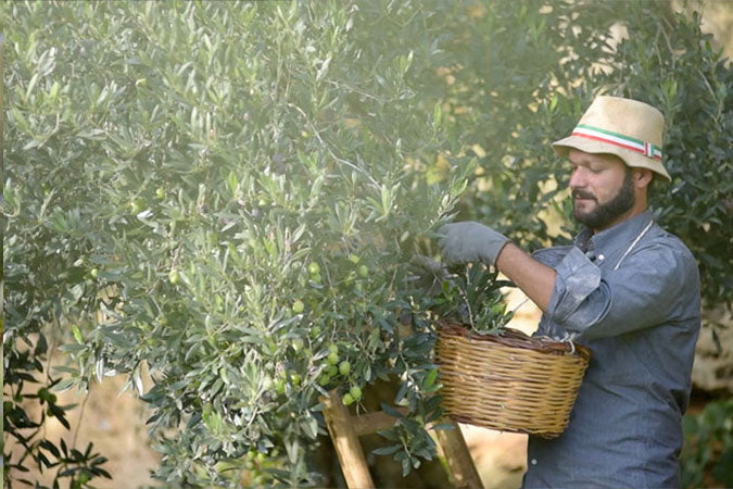 Organic Extra Virgin Olive Oil Tin 500ml