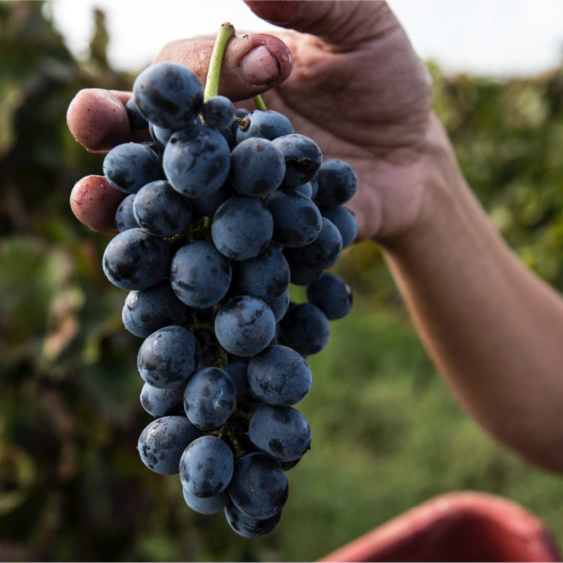 Wine of the Month: Arianna Occhipinti’s SP68 Rosso