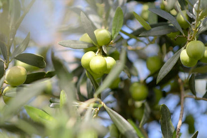 Organic Extra Virgin Olive Oil Tin 500ml