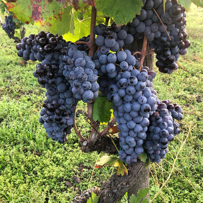 Sciare Vive Etna Rosso 2019