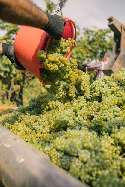 185 Bianco IGT Veneto Selection 2018