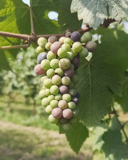 185 Bianco IGT Veneto Selection 2018