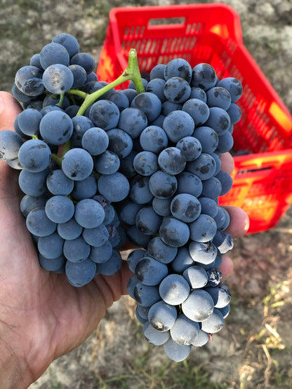 Agliano Terme Fadò Fadò Red Wine