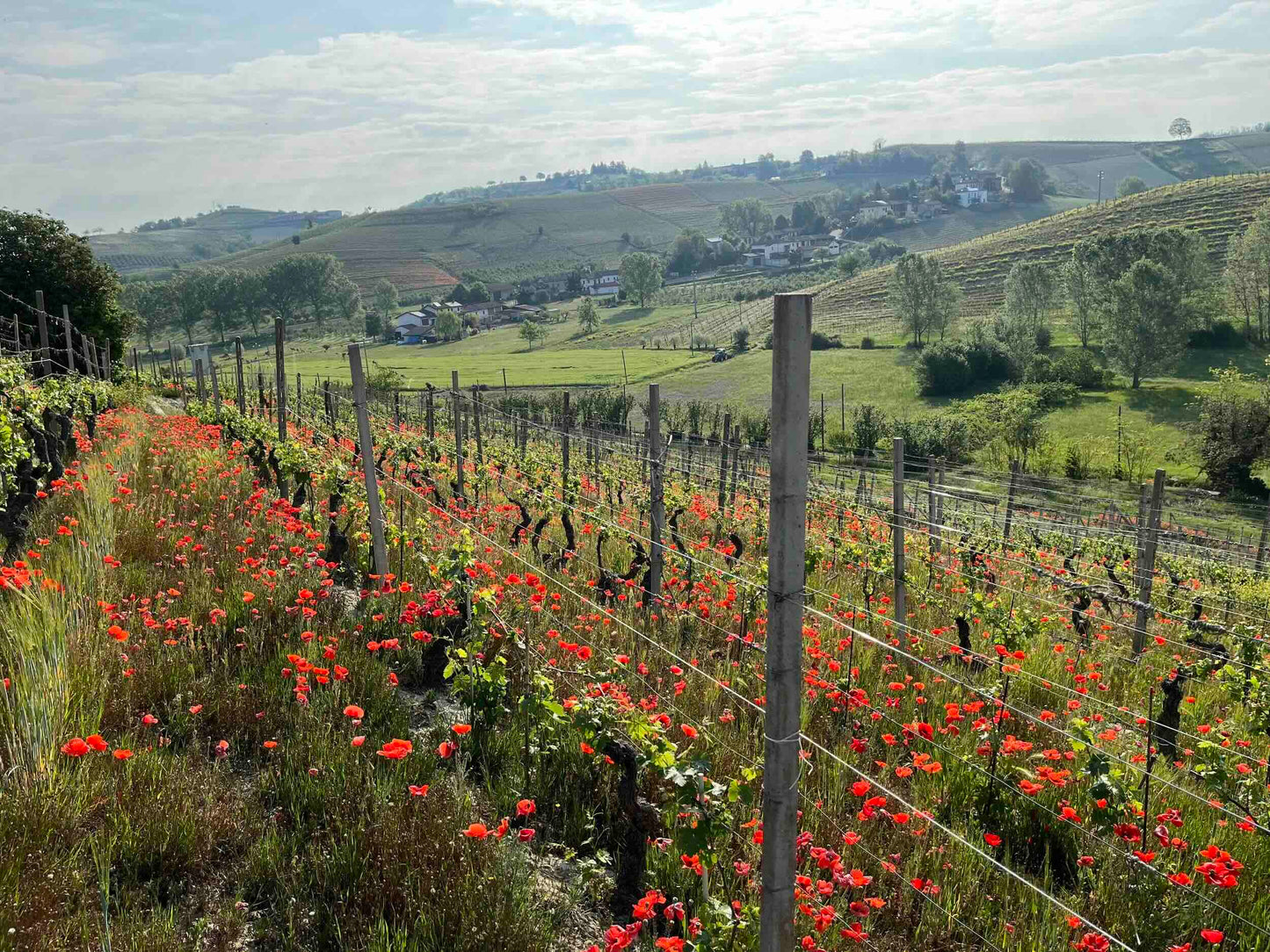Agliano Terme Fadò Fadò Red Wine