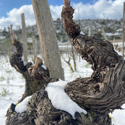 Piano dei Daini Etna Rosso DOC 2019