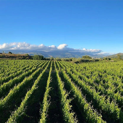 Piano dei Daini Etna Rosso DOC 2019